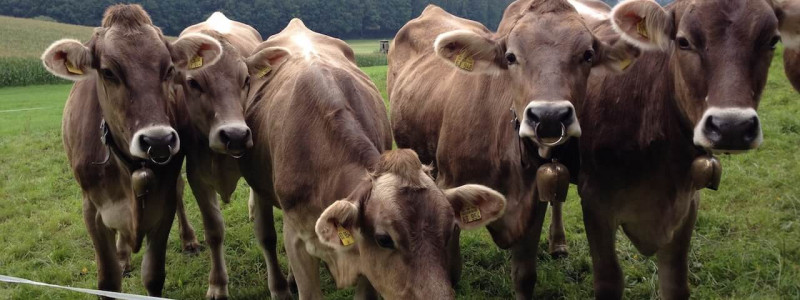 unterallgäu schumpen illerbeuren kammer reisen mit kindern radurlaub