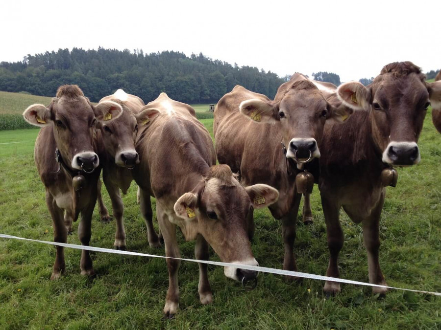 unterallgäu schumpen illerbeuren kammer reisen mit kindern radurlaub