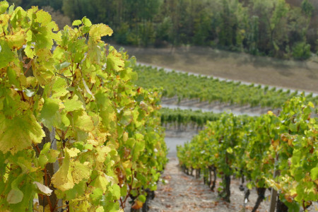 steigerwand in den weinbergen