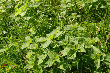 nachhaltiges reisen in deutschland oekologisch in der natur umweltbewusst artenvielfalt streuobstwiese alte apfelsorten brennnessel