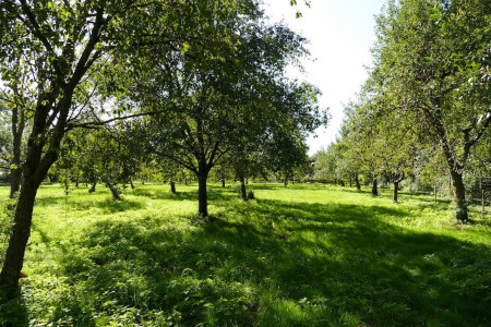 nachhaltiges reisen in deutschland oekologisch umweltbewusst artenvielfalt natur streuobstwiese alte apfelsorten september