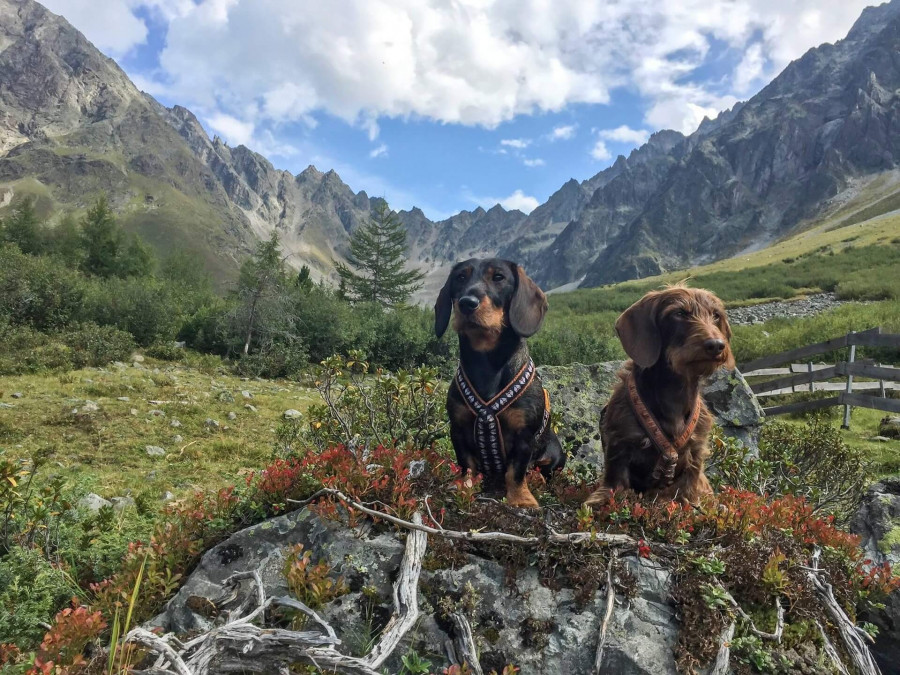 nachhaltig reisen mit hund, hund und natur, urlaub mit hund in der nähe, kurztrip mit hund, kurz mal weg mit hund, reiseziele mit hund, intensivtraining hund urlaub, wochenende mit hund, wochenendtrip mit hund, wochenendtrips mit hund, kurzreisen mit hund