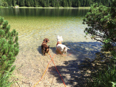 nachhaltig reisen mit hund, hund und natur, urlaub mit hund in der nähe, kurztrip mit hund, kurz mal weg mit hund, reiseziele mit hund, intensivtraining hund urlaub, wochenende mit hund, wochenendtrip mit hund, wochenendtrips mit hund, kurzreisen mit hund