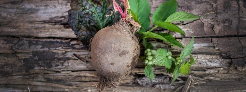 nachhaltige unterkuenfte in deutschland solidarische landwirtschaft biologischer anbau gemeinwohlprinzip vegetarisch saisonal regional lokal ohne lange transportwege vom acker auf den tisch