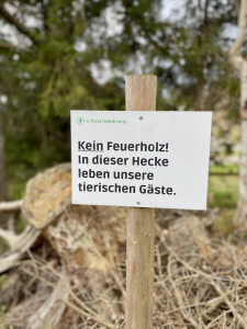 Die Berggondel im Wald