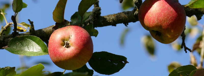 nachhaltige reisen in deutschland in der natur oekologisch umweltbewusst klimafreundlich streuobstwiese alte apfelsorte