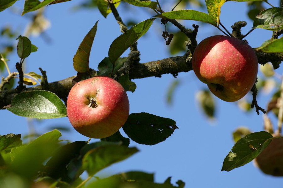 nachhaltige reisen in deutschland in der natur oekologisch umweltbewusst klimafreundlich streuobstwiese alte apfelsorte