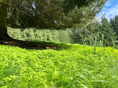 Ein Bett unter Kirchenglocken