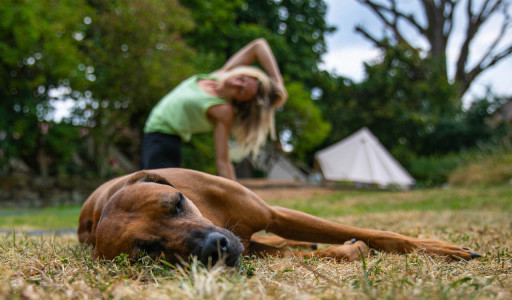 nachhaltig reisen mit hund, hund und natur, urlaub mit hund in der nähe, kurztrip mit hund, kurz mal weg mit hund, reiseziele mit hund, intensivtraining hund urlaub, wochenende mit hund, wochenendtrip mit hund, wochenendtrips mit hund, kurzreisen mit hund