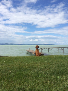 nachhaltig reisen mit hund, hund und natur, urlaub mit hund in der nähe, kurztrip mit hund, kurz mal weg mit hund, reiseziele mit hund, intensivtraining hund urlaub, wochenende mit hund, wochenendtrip mit hund, wochenendtrips mit hund, kurzreisen mit hund