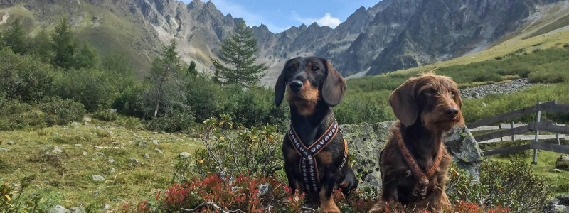 nachhaltig reisen mit hund, hund und natur, urlaub mit hund in der nähe, kurztrip mit hund, kurz mal weg mit hund, reiseziele mit hund, intensivtraining hund urlaub, wochenende mit hund, wochenendtrip mit hund, wochenendtrips mit hund, kurzreisen mit hund