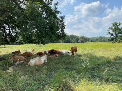 Rad, Land, Fluss - Eine Sehnsuchtsreise entlang der Elbe