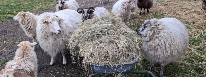 albertinenhof havelland brandenburg ehemalige ziegelei sternenpark schafbeweidung streuobstwiese vogelschutzhecke naturschutz gaertnerei regenerative landwirtschaft schutz durch nutzung tiny house bauwagen sternenzelt storch schafe