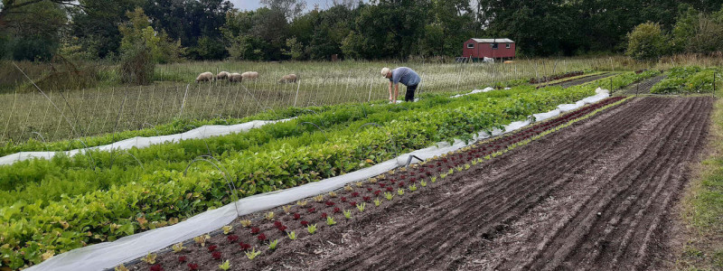 albertinenhof havelland brandenburg ehemalige ziegelei sternenpark schafbeweidung streuobstwiese vogelschutzhecke naturschutz gaertnerei regenerative landwirtschaft schutz durch nutzung tiny house bauwagen sternenzelt gemuesefeld