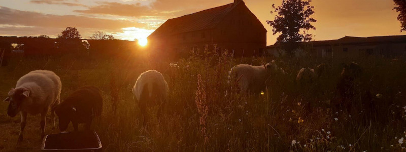 albertinenhof havelland brandenburg ehemalige ziegelei sternenpark schafbeweidung streuobstwiese vogelschutzhecke naturschutz gaertnerei regenerative landwirtschaft schutz durch nutzung tiny house bauwagen sternenzelt sonnenuntergang