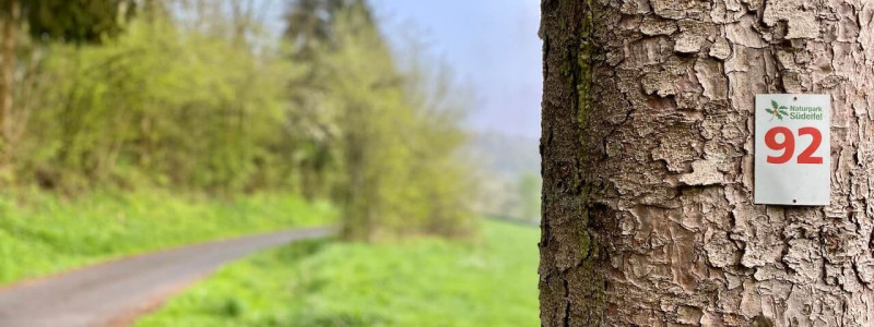 altes pfarrhaus denkmalschutz lehmputz hanf jute dämmung kalkputz sanierung mit natuerlichen baumaterialien flohmarktfunde vintage second hand recycling upcycling retro eifel nachhaltiger urlaub in der natur suedeifel luxemburg belgien mit der familie wanderweg