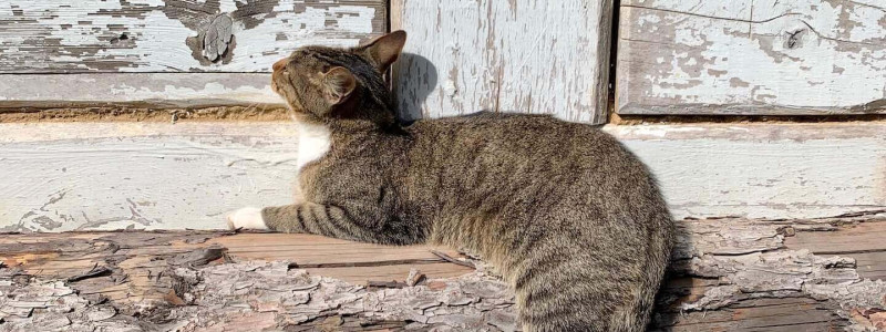 scheune am weissen haus spreewald brandenburg nachhaltig reisen in deutschland urlaub am wasser denkmalschutz holzfaserdaemmung alter kuhstall katze