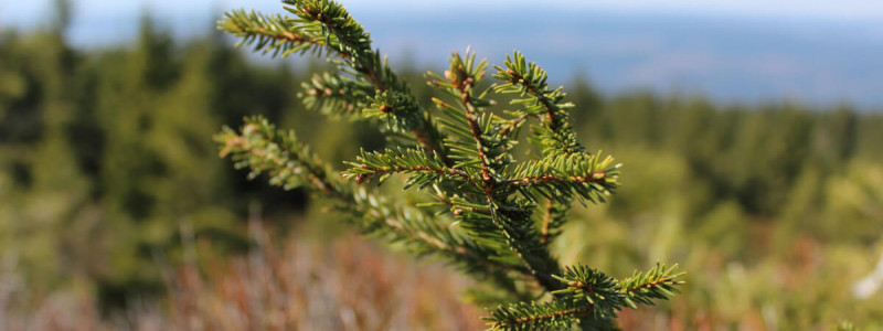 die fellerei nachhaltige unterkunft holzhaus oberharz harz urlaub in der natur im gruenen oekologisches hotel regionalität saisonal frisch vegetarische kueche yoga wald fichte