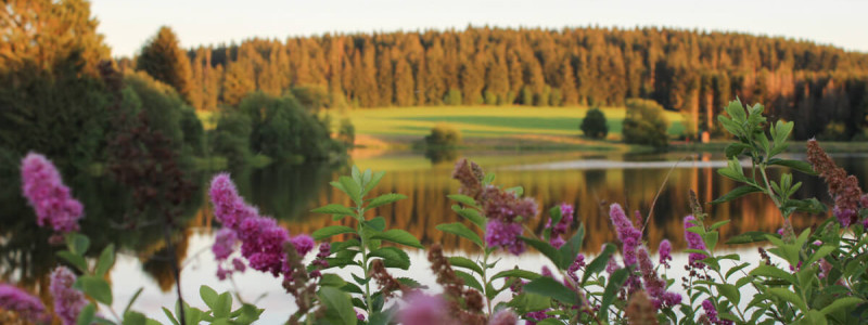die fellerei nachhaltige unterkunft holzhaus oberharz harz urlaub in der natur im gruenen oekologisches hotel regionalität saisonal frisch vegetarische kueche yoga teich umgebung wald