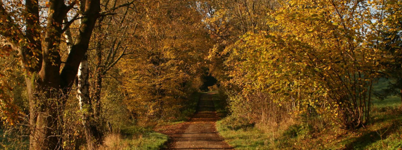 Earl's Lane