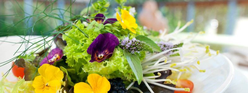 nachhaltige unterkunft familienhotel weimar urlaub in deuschland in der stadt oekologisches holzhaus stadturlaub staedtereise mit kindern mit grosseltern apartments umweltbewusstes reisen gretchen restaurant salat