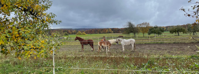 trafohaeuschen umspannstation ferienturm tiny house tiny tower aussergewoehnliche unterkunft weniger ist mehr leben auf kleinem raum bewahren von bestand urlaub in bayern im gruenen in der natur nationalpark biosphaerenreservat rhoen wald ruhe still entspannung auszeit podcast aufnehmen buch schreiben musik machen weekendescape hideaway bad kissingen franken great spa of the world unesco pferde
