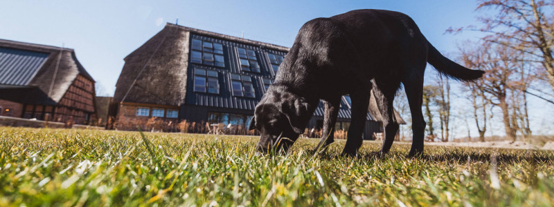 gut damp halbinsel schwansen schlei region ostsee ferien lofts hackschnitzel solaranlage regionale saisonale kueche lokale produzenten urlaub mit hunden mit kindern alte umgebaute scheune von aussen wiese hund