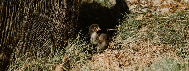 Harzverbunden Waldquartier