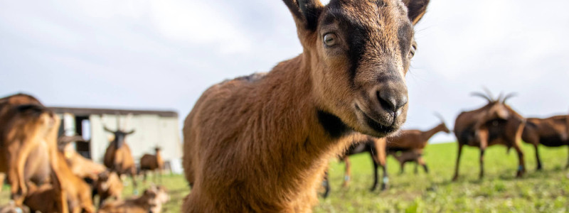 Hotel Schloss Blumenthal