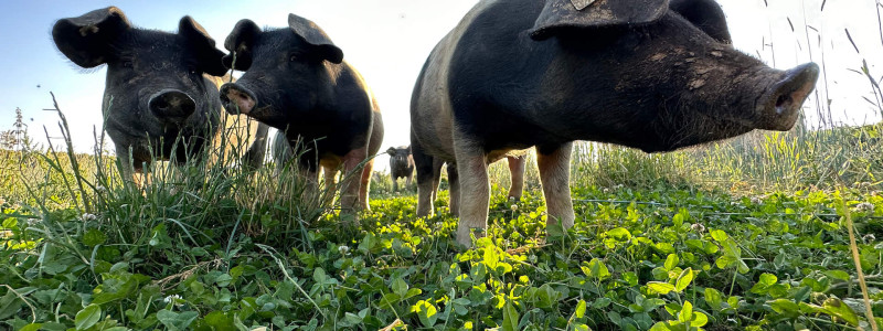 Hotel Schloss Blumenthal