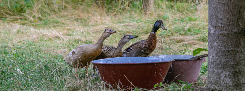 steigerwald franken into the green eco resort glamping zelte yoga retreat urlaub in der natur biologischer gemueseanbau tiere nachhaltiger tourismus laufenten