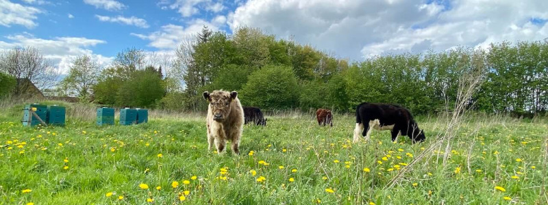 janbecks fairhaus gelting ostsee klimapostives nachhaltige hotel schleswig holstein flensburger foerde nachhaltiges autarkie kreislaeufe gutes essen saisonalitaet regionalitaet lokale produzenten rinder wilde weide