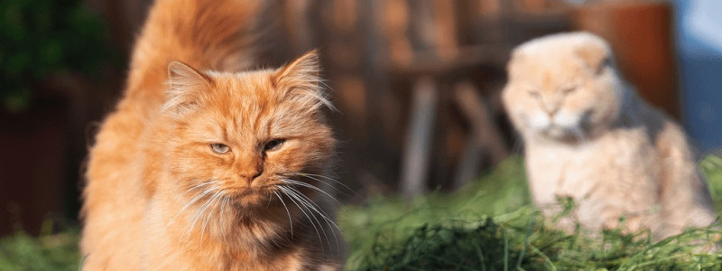 Landhotel Martinsmühle