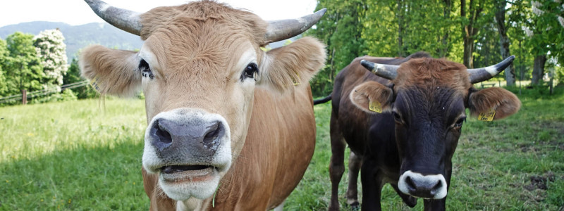 moor&mehr Bio-Kurhotel