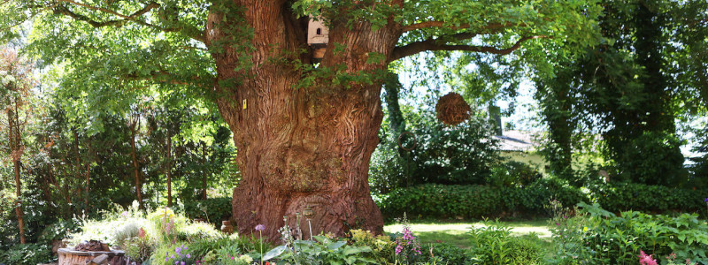 ort der zeit stentenmuehle schleswig holstein ferienwohnungen urlaub am wasser im gruenen in der natur mit hunden zwischen zwei meeren wasserkraftwerk alte eiche im hof