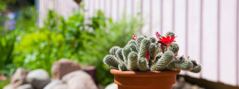 rosa haus ferienwohnung waabs halbinsel schwansen ostsee schleswig-holstein kappeln gluecksburg flensburg eckernfoerde urlaub im gruenen in der natur ruhe oekologisch sanierter haus wohngesundheit wildblumenwiese huehnerhaltung oekologische bienenhaltung kaktus bluete