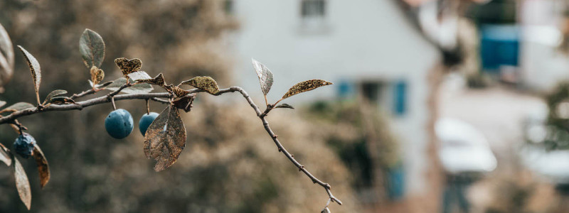 nachhaltige unterkunft straeumli bed and breakfast bodenseehinterland ökologisch betriebener hof urlaub auf dem hof streichelzoo urlaub mit kindern permakultur natur ruhe auszeit abgeschiedenheit denkmalschutz pflaumenbaum