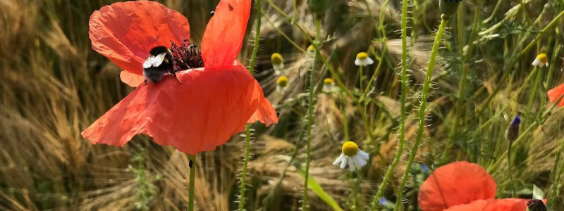Sande Sieben Schleswig Holstein Land Pension Cafe Biosphärenreservat Schaalsee Urlaub auf dem Land Urlaub mit Kindern Urlaub am Wasser Denkmalschutz Hof Landleben Landlust regionale saisonale frische Küche Natur Mohnblume