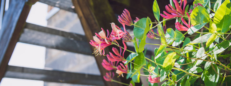 villa breitenberg bayerischer wald nachhaltige unterkunft boutiquie hotel ferienwohnung natur berge ruhe biologische kueche kultur seminare yoga retreats hochzeiten treppe pflanzen