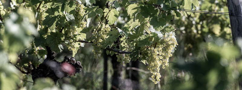 weingut idler bio appartment biologisches weingut remstal weinregion mondholz zirbenholz natuerliche materialien moderne architektur weinberge wandern radfahren kanufahren kultur weinarchitektur urlaubsarchitektur weinreben