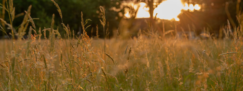 wildland natural resort hornbostel lueneburger heide suedheide niedersachsen hideaway denkmal nachhaltiges hotel gruen tagen feiern heiraten yoga retreat sonnenuntergang wiese